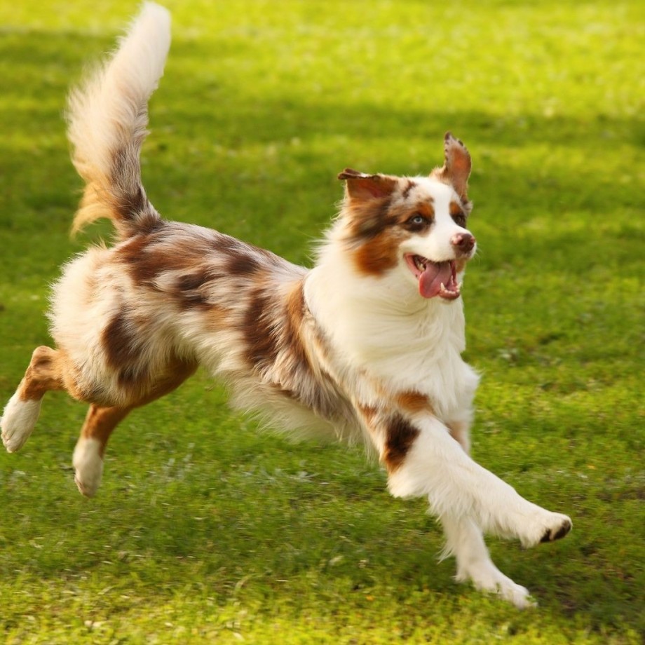 Pet Friendly Villas